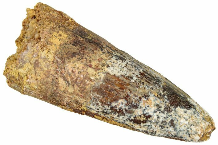 Bargain, Fossil Spinosaurus Tooth - Real Dinosaur Tooth #322249